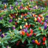 Global organic Ornamental Chili Seeds - 20 Pcs Seeds