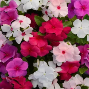 Vinca (নয়নতারা) Flower Seed - 25+ pcs Mix Color F2 Hybrid Seed